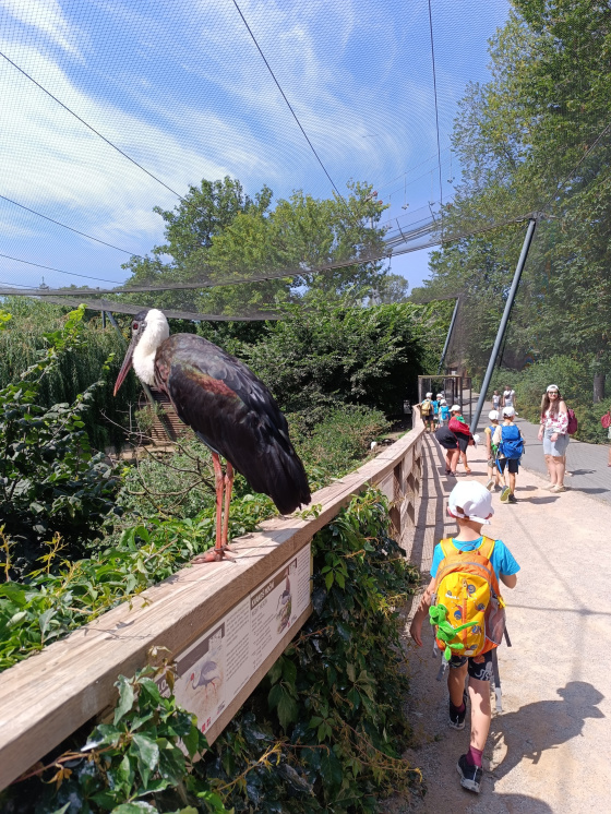 Tábor Dobrodružství v ZOO: Bestiář vzácných tvorů